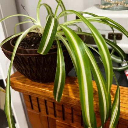 self watering planter pot