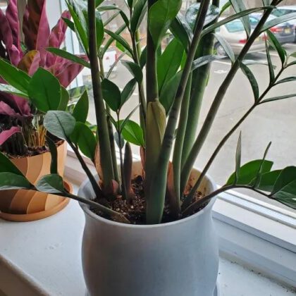 Plant pot and saucer in cauldron shape