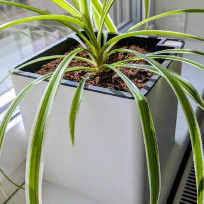 Self-Watering Planter 20×20×20 cm