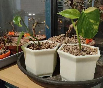 Bonsai Pot