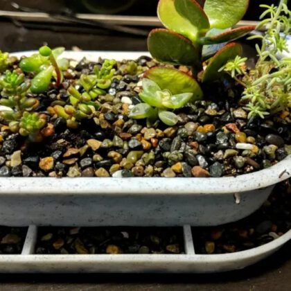 Succulent planter with drainage tray
