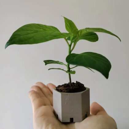 Hexplant