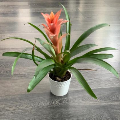 Planter / Květináč