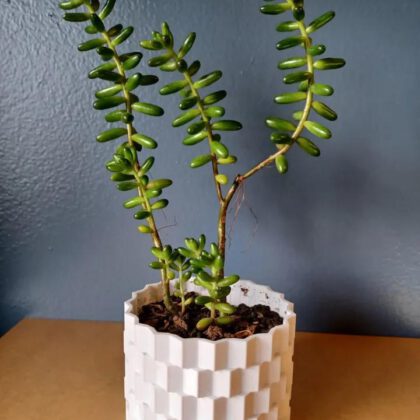 Succulent Pot 1