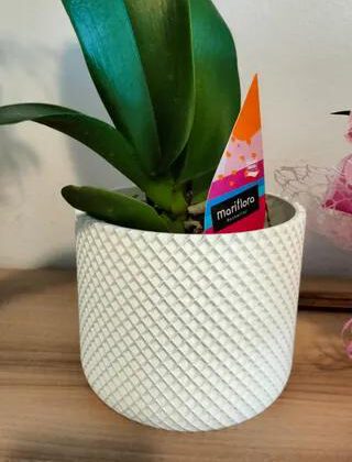 HomePod Plant Pot (Waffle Pattern Pot Remix)