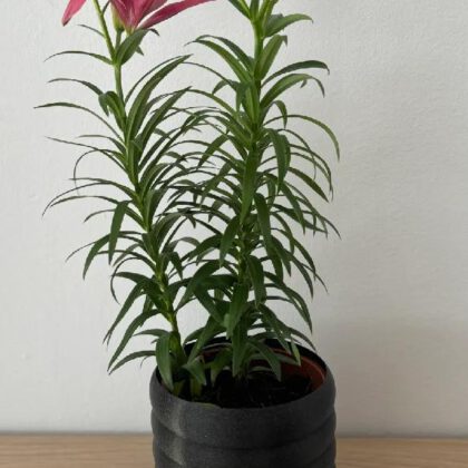 Vase Mode Ringed Plant Pot