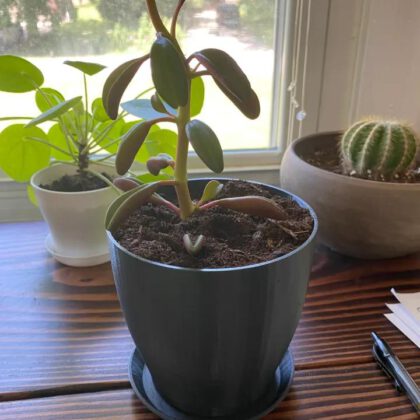 Simple Plant Pot