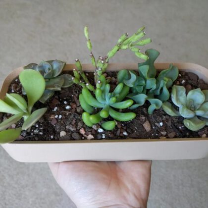 Simple and Large