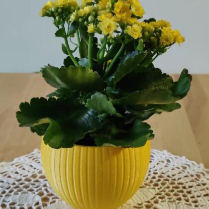 Parametric Pot / Planter