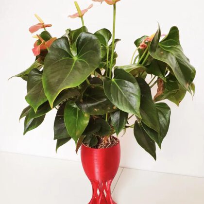 Self Watering Anti-Gravity Planter