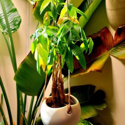 Round Hanging Planter