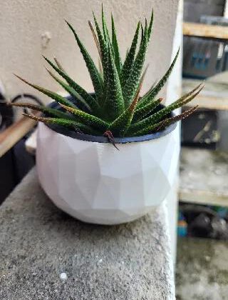 Low Poly Succulent Planter