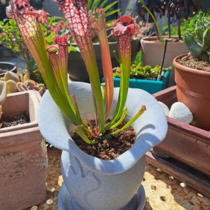 Pot pour plantes