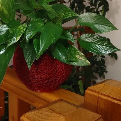Double voronou planter V2