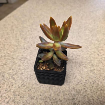 Woven Square Planter for 2＂x2＂ Insert