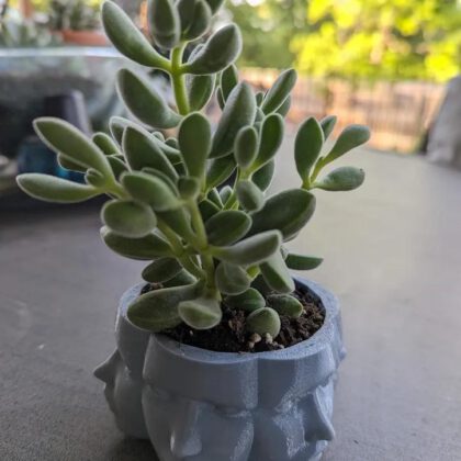 Face Planter