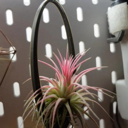 Hanging Planter/Frame for air plants