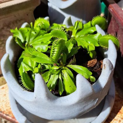 Pot pour plantes carnivores