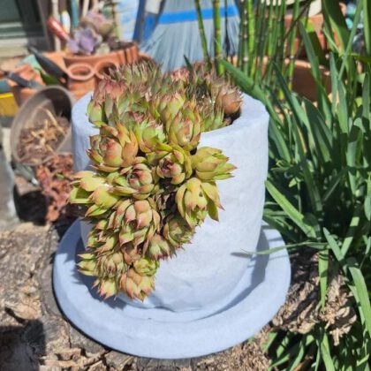 Pot cascade