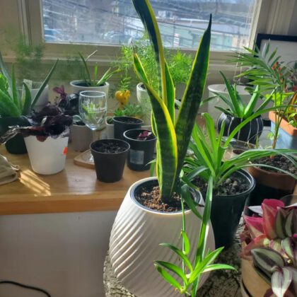 funky Wavy Planter