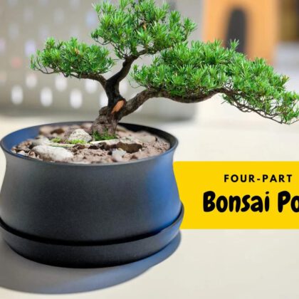 Bonsai / Plant Pot with Drip Tray, Drainage mesh