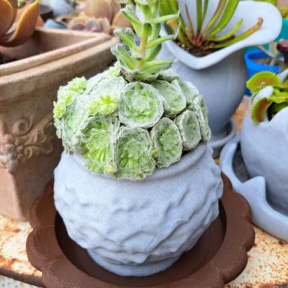 Pot plante