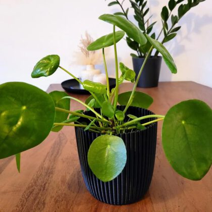 Modern Planter 12cm