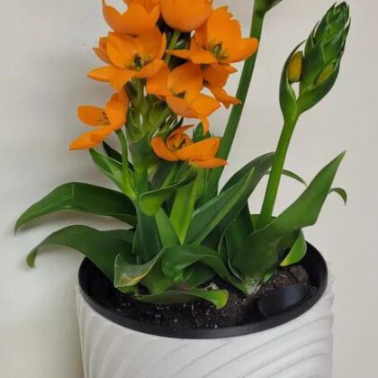 Wall Vase with Integrated Water Distribution System #3