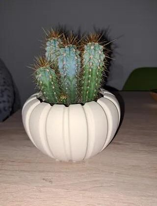 Peperomia Plant Pot