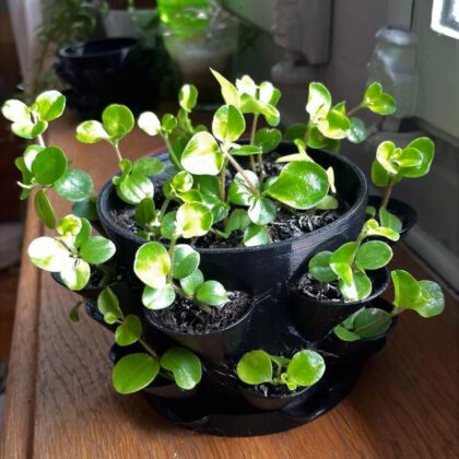 Multi Pot with Pot Coaster