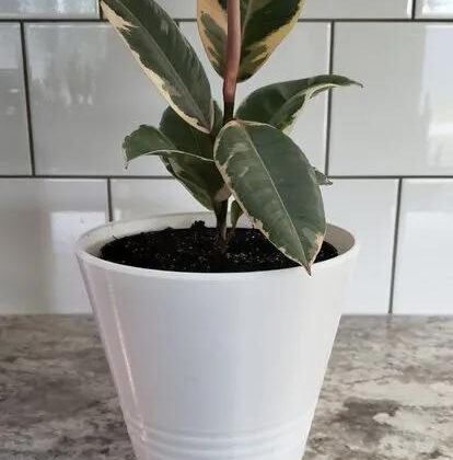 Ikea Style Pot