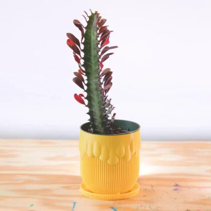honey pot planter (vase mode)