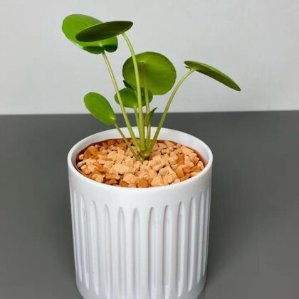 Planter 80mm