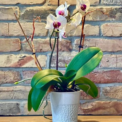 Voronoi orchid planter flower pot