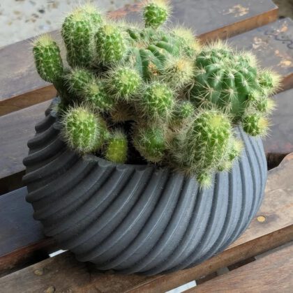 Spiral Cactus Pot 3D Printed Minimalist Design