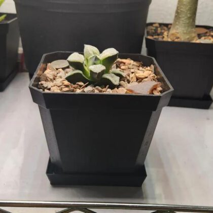4" Nursery Pot Drip Tray