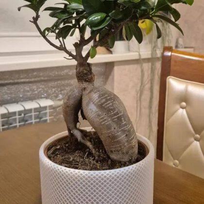 Mesh flower pot case / planter