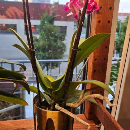 Cat proof orchid pot