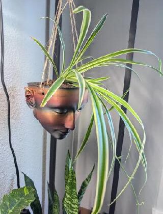 Neferitti Head as a hanging planter