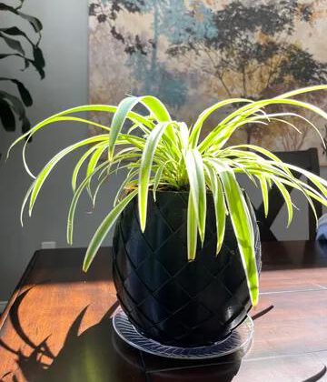 Dragon egg planter