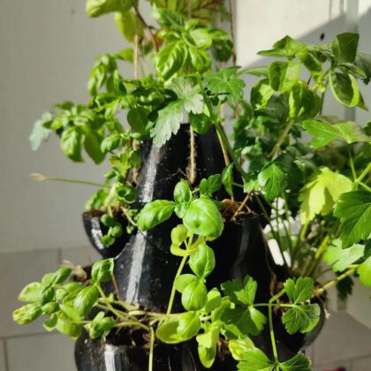 Basil Tower/ Hanging Herb Planter