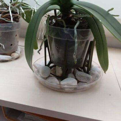Minimal Design Modular Orchid Vaas Support