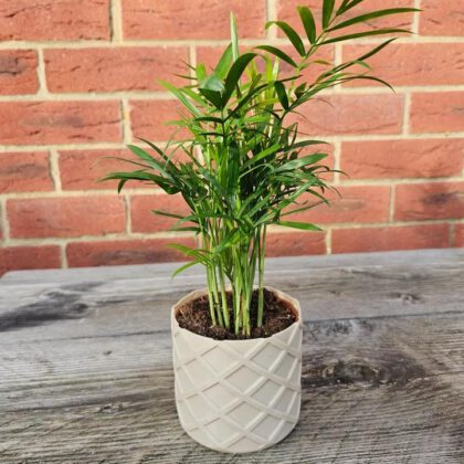 Self Watering Bloempot Vaas Mode