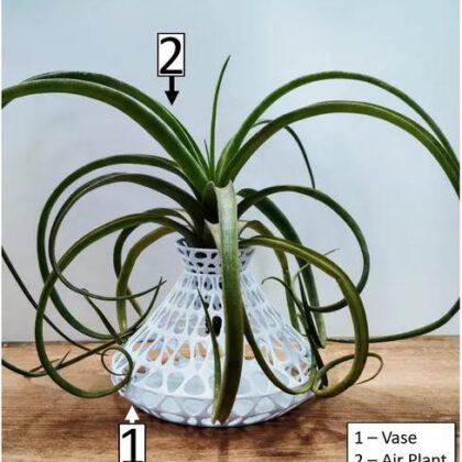 Air Plant Holder / Vase