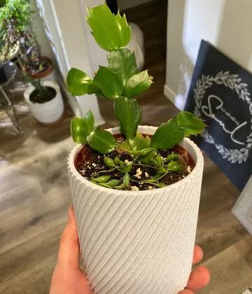Decorative Planter A01