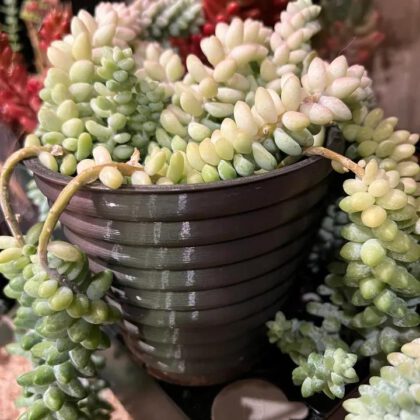 Large Spiral Planter