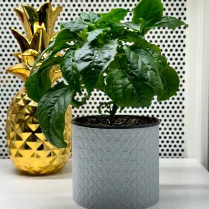 Hexagon Bloem Pot - Vaas Mode
