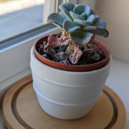 Cute Little Succulent Vaas (63Mm Diameter)